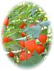 Physalis