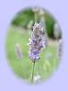 Lavendel