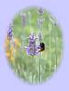 Lavendel