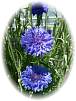 Kornblume