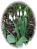 Schneegl�ckchen