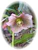 rosa Christrose