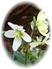 wei�e Christrose